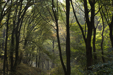 autumn forest