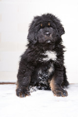 little security guard - black and red puppy of Tibetan mastiff