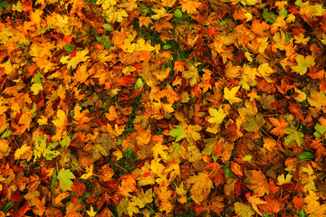 Fall background