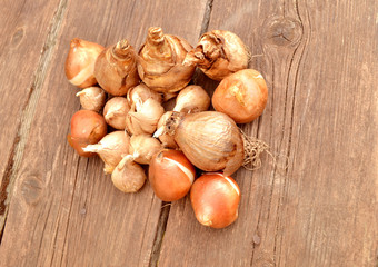 Blumenzwiebeln auf Gartentisch