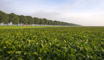 Fototapeta na wymiar Turnip growing on a field at fall
