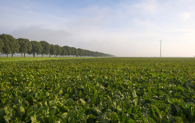Turnip growing on a field at fall