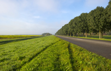 Trees along a road through the countryside