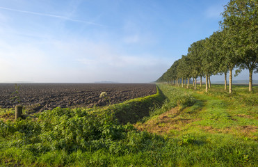 Trees along a plowed field at fall