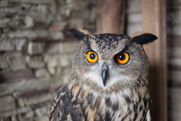 A beautiful captive owl