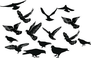 fifteen black pigeons on white background