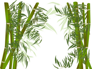 dark and light green bamboo plants
