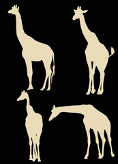 four giraffe silhouettes isolated on black