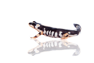 Kaiser's spotted newt isolated on white