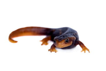 Himalayan newt isolated on white
