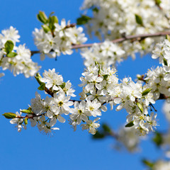 Flowers on a branch of fruit tree. Against the blue sky.