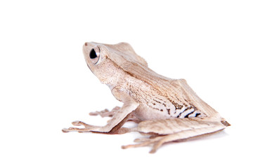 Borneo eared frog on white background