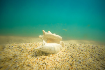 Seabed with seashell of lambis truncata on sand  underwater