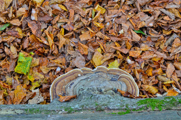 Huba drzewna na tle liści