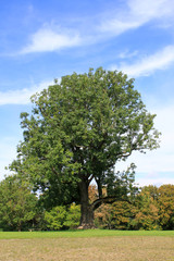 Alter Baum