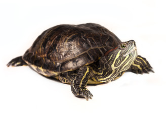 Obraz premium Red-eared slider