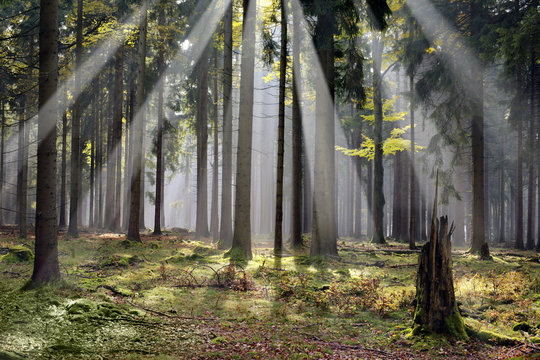 mystic forest with morning sunbeams Czech republic "Cesky Les"