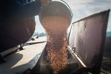 Farmer pours grain