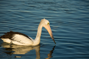 Pelican swimming and fishing