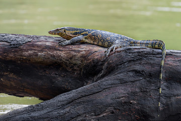 Monitor lizards(Varanus varius) taking sunbathe