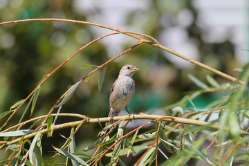 sparrow sitting on a branch