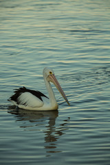 Swimming Pelican