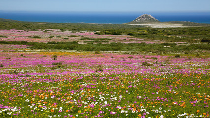 Wildflower Landscape