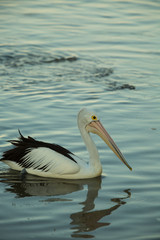 Fototapeta na wymiar Swimming Pelican