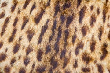 background of tiger skin and hairs