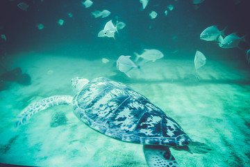 Sea turtles in oceanarium