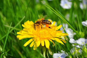 A bee on dandelion