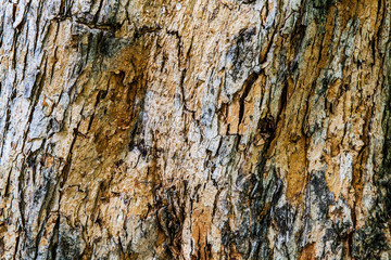 Old Wood Tree Texture Background Pattern