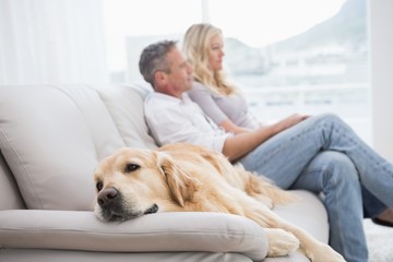 Dog lying on the couch with the couple sitting behind - Powered by Adobe