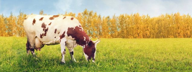One cow grazing in meadow