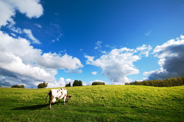 Cow in the meadow