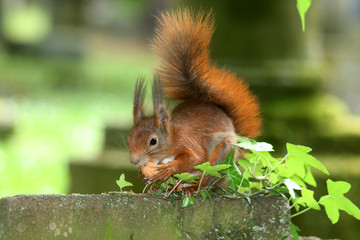 eichhörnchen