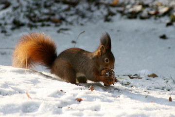 eichhörnchen