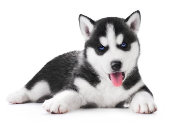 Cute little husky puppy with blue eye