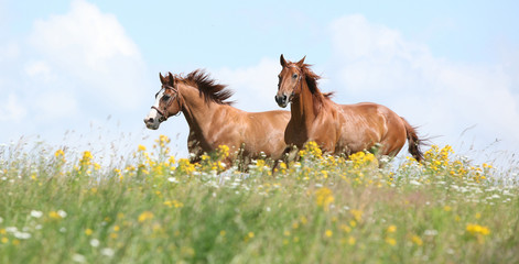 Obraz premium Dwa kasztanowe konie biegną razem