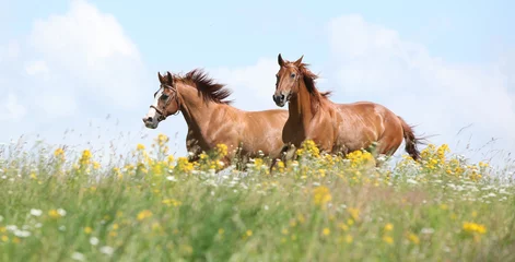 Foto op Plexiglas Twee kastanjepaarden die samen rennen © Zuzana Tillerova