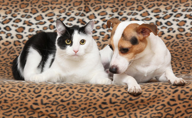 Nice dog with cat together on blanket