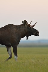 Moose bull walking at sunset