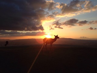 鹿と夕日 奈良 若草山