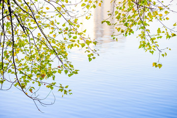 Translucent Birch leaves over the blue river water in autumn