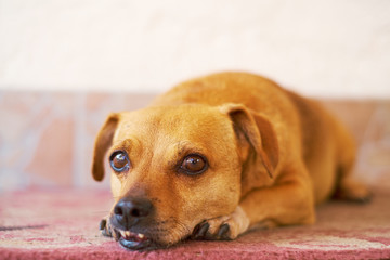 Dog resting