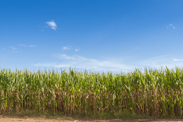 Corn plantation in sunny day. Farmland