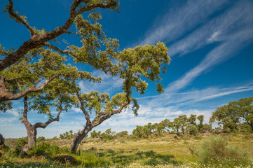 Fototapeta premium Pastures in Extremadura, Spain. Many oak trees and blue sky