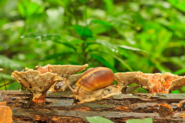 Yellow mushrooms and shell