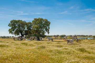 Pastures in Extremadura, Spain. Many oak trees and blue sky