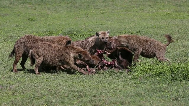 Hyena eating wildebeest